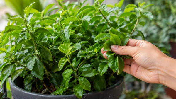 Ora-pro-nóbis cresce bem em vasos fundos e pode render folhas frescas mesmo em espaços pequenos