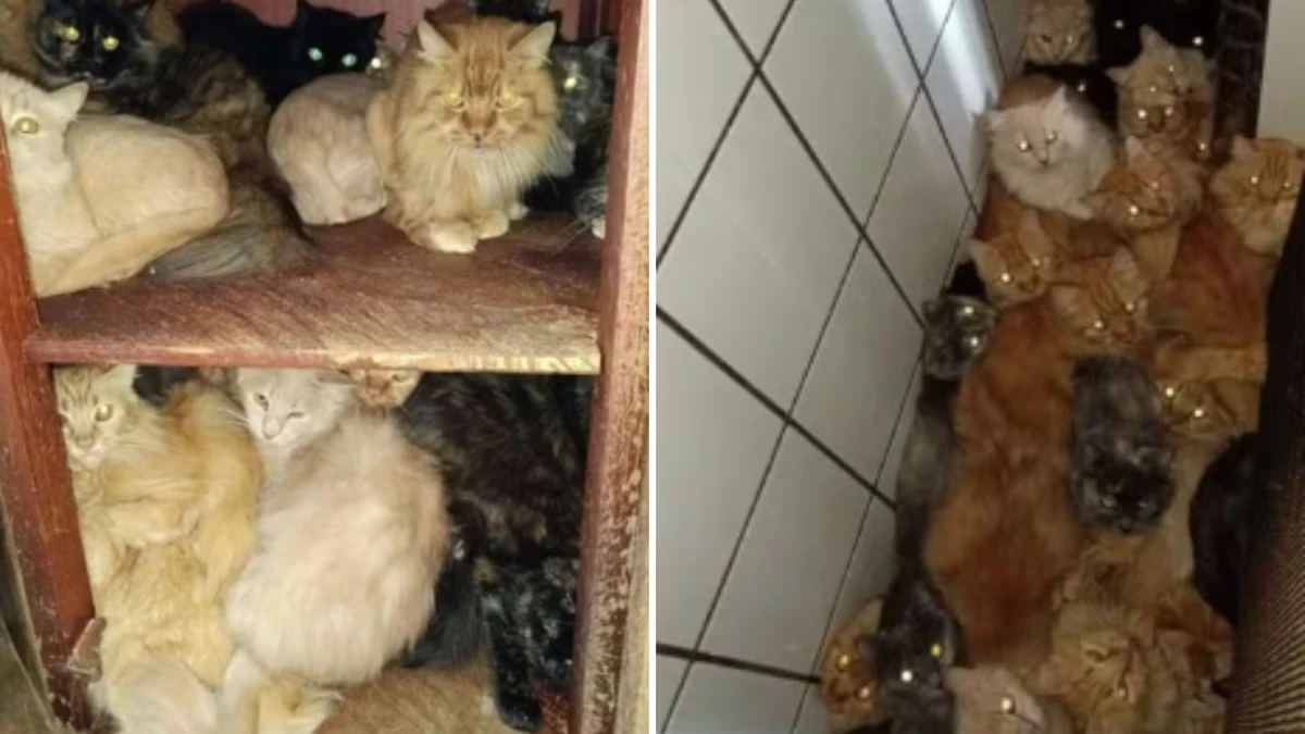 Tutora acumulou mais de 400 gatos dentro de apartamento