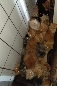Tutora acumulou mais de 400 gatos dentro de apartamento, diz MP por Reprodução