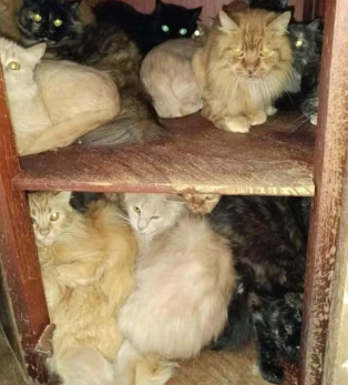 Tutora acumulou mais de 400 gatos dentro de apartamento, diz MP por Reprodução