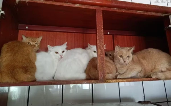 Tutora acumulou mais de 400 gatos dentro de apartamento, diz MP por Reprodução