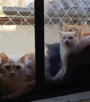 Tutora acumulou mais de 400 gatos dentro de apartamento, diz MP por Reprodução