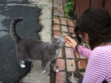 Imagem - Onde os gatos gostam de carinho: os pontos certos e os lugares que eles costumam evitar