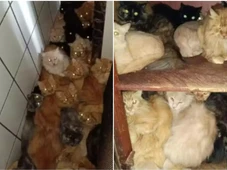 Imagem - Aposentada vira alvo da polícia por maus-tratos após ser encontrada com mais de 400 gatos em apartamento
