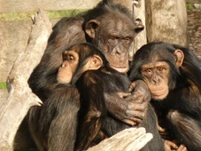 Imagem - Maior comunidade de chimpanzés do mundo foi destruída por guerra civil que deixou dezenas de animais mortos