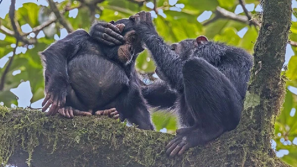 A limpeza social fortalece amizades e ajuda a acalmar tensões dentro dos grupos de chimpanzés por Charles J. Sharp / Wikimedia Commons