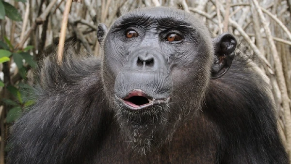 Cada chimpanzé tem um pant-hoot característico, vocalização usada para comunicação a distância por dsg-photo.com / Wikimedia Commons