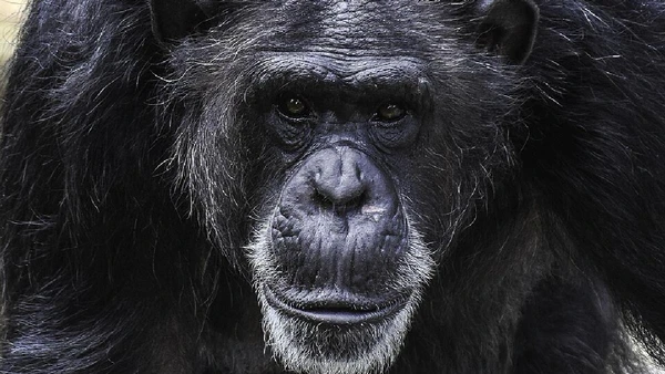 Chimpanzés e bonobos são os parentes vivos mais próximos dos humanos, com cerca de 98,8% de DNA compartilhado por Charles Patrick Ewing / Wikimedia Commons