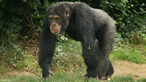 Chimpanzés são grandes símios, não macacos; como outros símios, eles não têm cauda por Hans Hillewaert / Wikimedia Commons