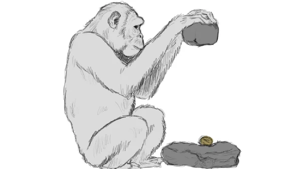 Chimpanzés usam objetos como ferramentas; Jane Goodall registrou a pesca de cupins com galhos em 1960 por William Daniel Snyder / Wikimedia Commons