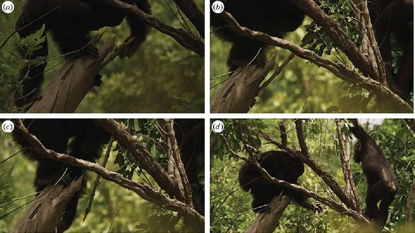 Em Fongoli, no Senegal, chimpanzés foram documentados usando galhos modificados em caça assistida por ferramenta por J. D. Pruetz et al. / Wikimedia Commons