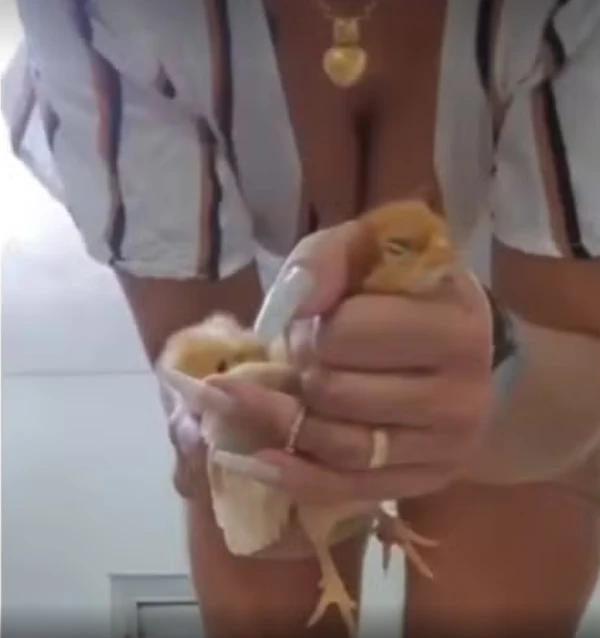 Em vídeos, ela aparece esmagando animais por Reprodução