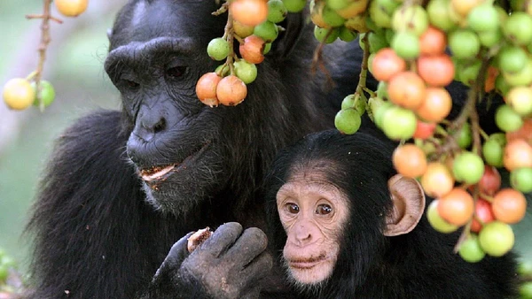 Filhotes acompanham a mãe por anos e aprendem na prática o que comer e como se mover pela floresta por Alain Houle / Wikimedia Commons