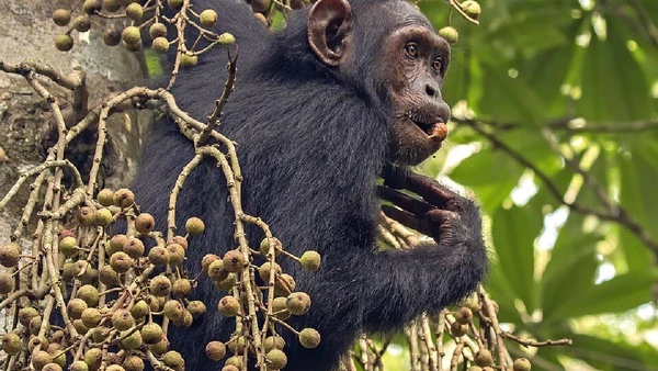 Frutas são a base da dieta, e figos podem representar quase metade do que um chimpanzé come na natureza por Charles J. Sharp / Wikimedia Commons
