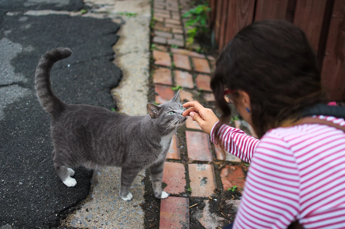 Gatos costumam aceitar melhor o carinho em áreas como bochechas, queixo e base das orelhas, desde que o toque respeite os sinais do animal