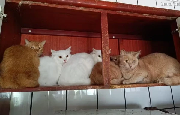 Gatos foram encontrados em condições insalubres por Reprodução
