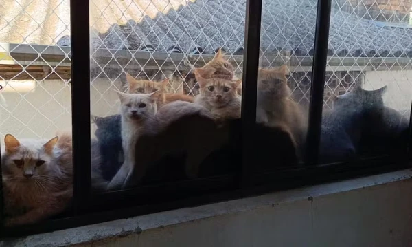Gatos foram encontrados em condições insalubres por Reprodução