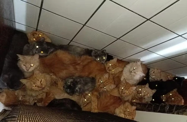 Gatos foram encontrados em condições insalubres por Reprodução