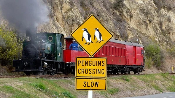 Há ainda na ilha uma reserva única de pinguins azuis que podem ser observados cruzando alguns pontos da cidade mais afastados do centro por Bernard Spragg. NZ / Wikimedia Commons