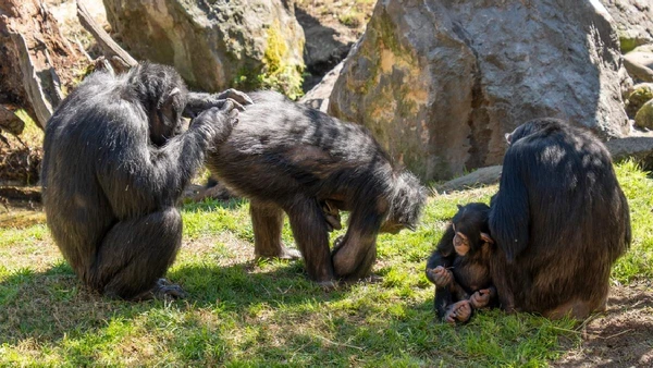 Impressionantemente, nenhum dos ataques foi realizado contra desconhecidos. Em todos os casos, os animais tinham vinculos comprovados entre si antes da divisão do grupo