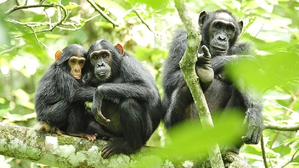 O chimpanzé-ocidental foi reclassificado pela IUCN como criticamente em perigo em 2016 por Julie Larsen Maher / Wikimedia Commons