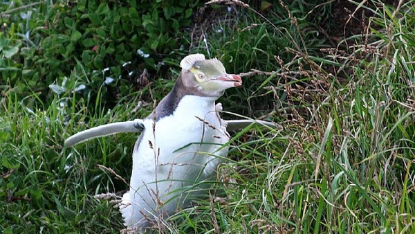 Outro destaque fica para a Colônia de Pinguins Azuis de Ōamaru, localizada em uma antiga pedreira da cidade