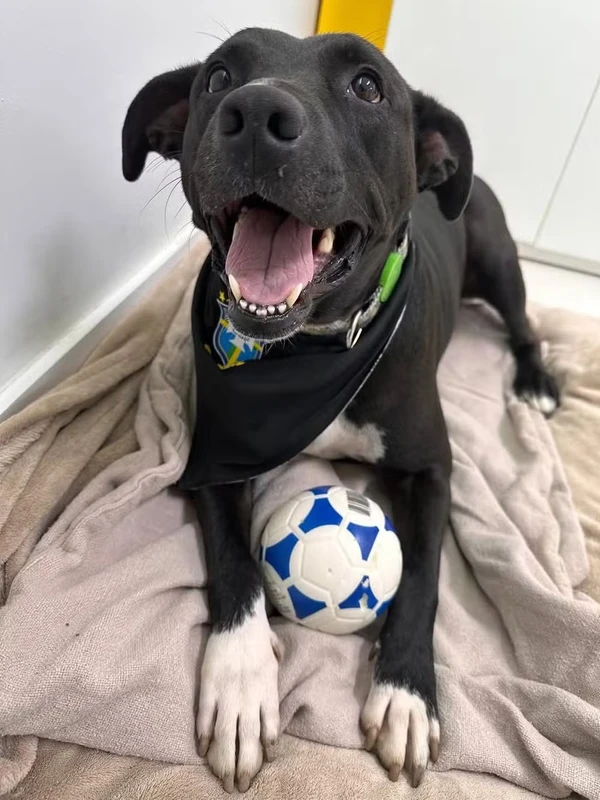 PJ é o mascote da Seleção por Reprodução
