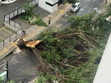 Imagem - Chuva forte derruba árvore e deixa bairro nobre sem energia em Salvador