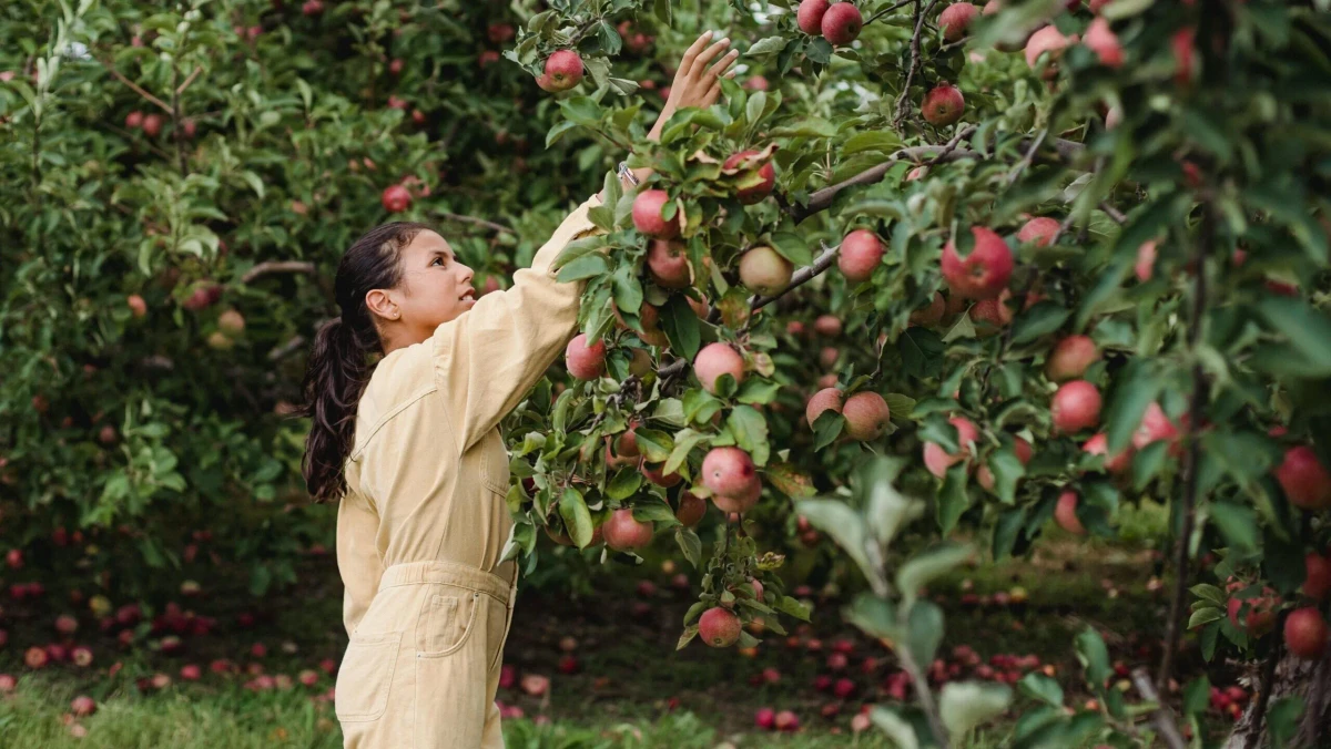 4 melhores espécies de árvore para plantar no quintal e sempre ter frutas frescas