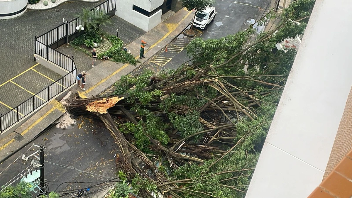 Chuva forte derruba árvore e deixa bairro nobre sem energia em Salvador