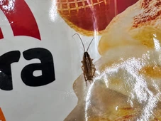 Imagem - Barata é flagrada por cliente andando sobre lasanhas em freezer de supermercado