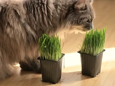 Imagem - A erva do gato faz mal? Veja para que serve e o que acontece com os felinos quando eles comem a 'catnip'