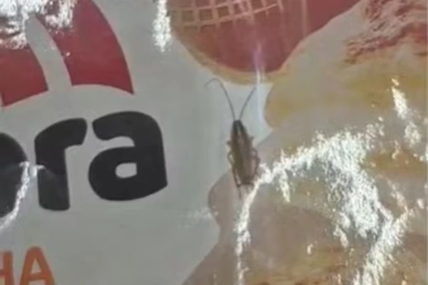 Barata é flagrada por cliente andando sobre lasanhas em freezer de supermercado por Reprodução
