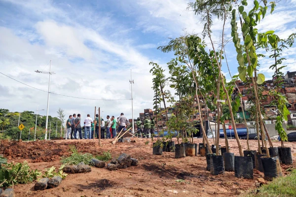 Em Salvador, foram plantadas entre 35 e 40 espécies nativas, incluindo pau-brasil, jequitibá, jatobá, jacarandá-da-bahia, ipê, ingá, angico e canafístula