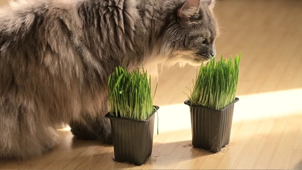 Gatos podem reagir à catnip com relaxamento, agitação ou vontade de se esfregar em objetos