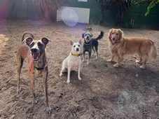 Imagem - São João: hotéis para cães viram alternativa para proteger pets do barulho dos fogos