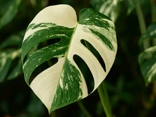Imagem - A planta simples que pode ser cultivada em casa e tem muda que vale mais de R$ 20 mil