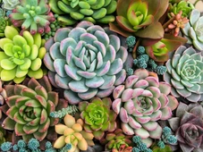 Imagem - Parece cuidado, mas esse hábito pode matar suas plantas dentro de casa