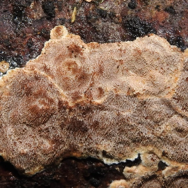 Heteroradulum brasiliense: cresce sobre madeira em decomposição por Elisandro Ricardo Drechsler dos Santos/UFSC
