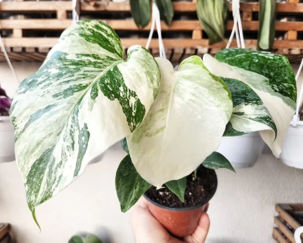 Monstera Albo pode ser cultivada em casa, com alguns cuidados por Reprodução