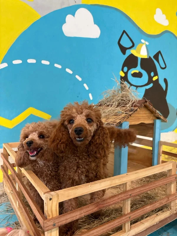 Na Au Au Creche Canina, que tem unidades na Pituba e em Patamares, há opção de diária avulsa e pacotes