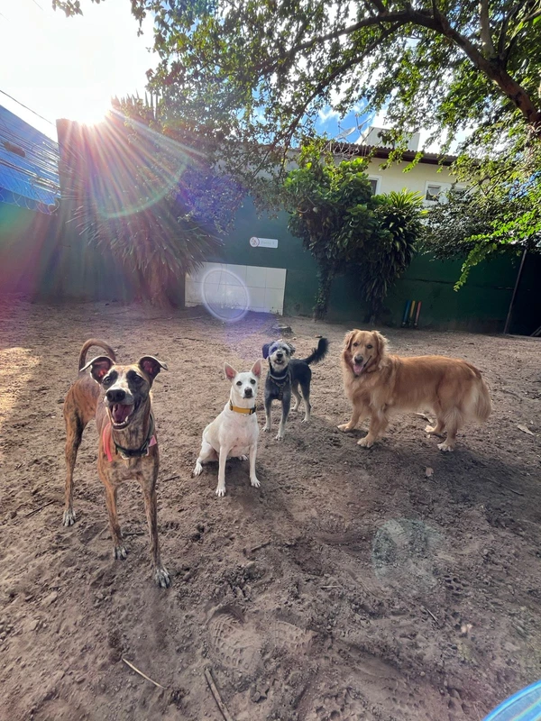O Club do Focinho, em Piatã, conta com equipe capacitada para emergências e veterinária responsável