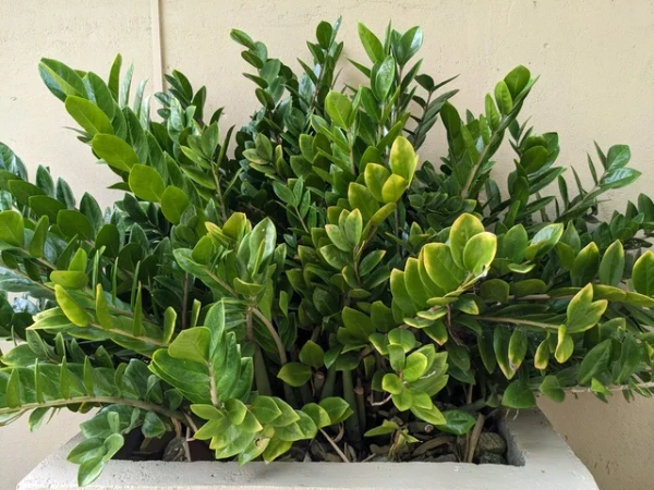 A zamioculca é conhecida como uma das plantas mais resistentes para ambientes internos  por Reprodução