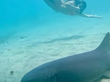 Imagem - Ataque de tubarão: veja 12 orientações para reduzir riscos no mar