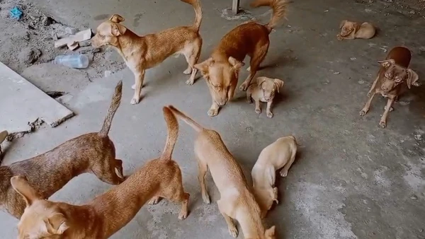 Cães são resgatados de local usado para reprodução em condições de maus-tratos por Divulgação