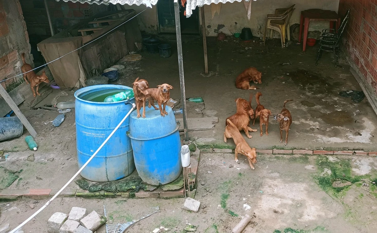 Cães são resgatados de local usado para reprodução em condições de maus-tratos por Divulgação