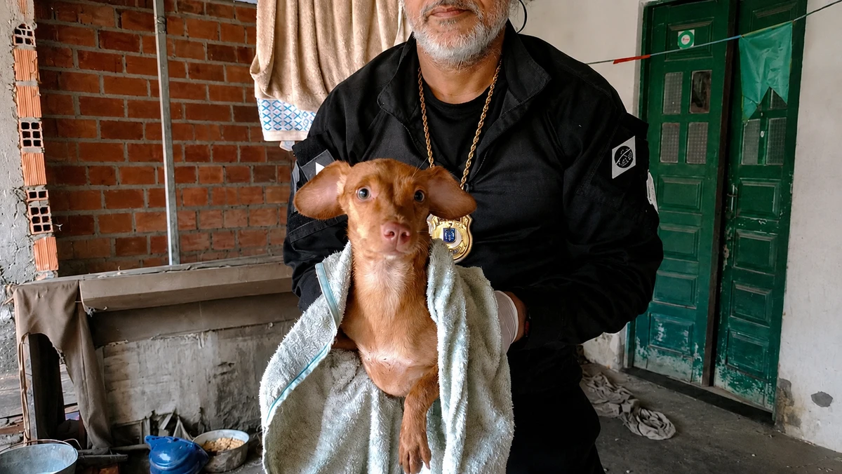 Cães são resgatados de local usado para reprodução em condições de maus-tratos