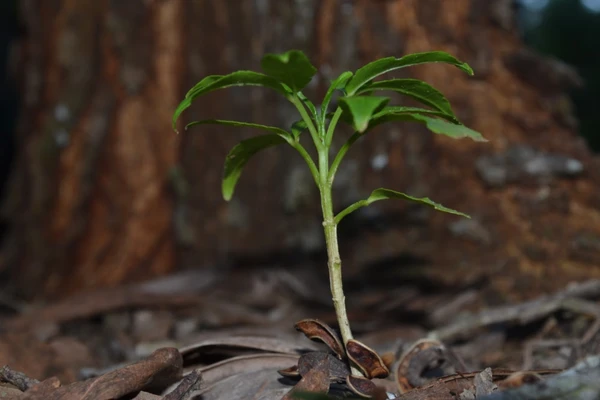 Ibogaína:  substância é extraída da raiz de planta encontrada em florestas da África Central
