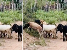 Imagem - Animais roubados de fazenda na Bahia são encontrados pela polícia em outra propriedade rural