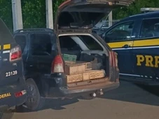 Imagem - Mais de 200 aves silvestres são resgatadas em gaiolas e sacos dentro de porta-malas de carro